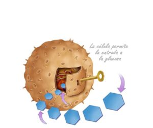 célula llave