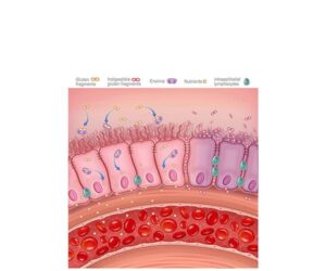 enfermedad celiaca vellosidad intestinal