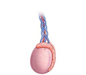 inflamacion testicular