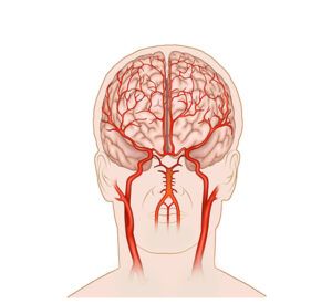 flujo sanguíneo cerebral