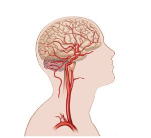 flujo sanguíneo cerebral