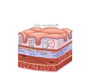 vellosidad celiaca intestino delgado