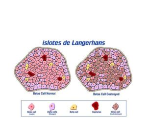 el islote langerhans