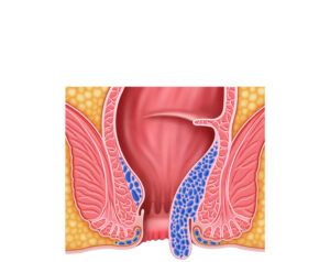 atlas of anatomy latin nomenclature