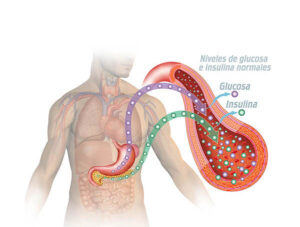 glucosa e insulina normal