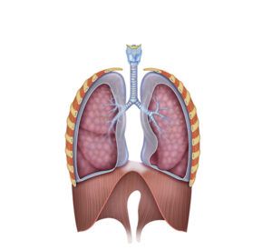el aparato respiratorio